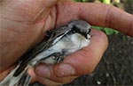 W siatkę chroniącą kapustne przed bielinkami często łapią się rozmaite ptaszki, które trzeba później oswobadzać. Najwygodniej jest wyciąć takiego gagatka nożyczkami, bo zwykle zaplącze się okropnie.
