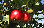 Ta jabłoń wyrosła z nasionka więc istnieje prawdopodobieństwo, że to zupełnie nowa odmiana. A trzeba przyznać, że owoce są bardzo smaczne.