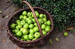 Kosztela - stara odmiana jabłoni, której współczesne zarazy jakoś nie tykają. Jabłka te są doskonałe na konfitury.