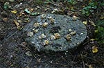 Na tym starym kamieniu żarnowym ptaki rozbijają ślimaki i zjadają je, dzięki czemu bez chemicznych trucizn mamy problem z głowy. Bioróżnorodność sprawia, że przyroda sama reguluje populacje szkodników.