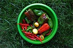 Organiczna papryka - to warzywo wprowadziliśmy do ogrodu w tym roku (2016). Udała się znakomicie.