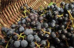 Organiczne winogrona. Pamiętajmy, że uprawa winogron jest jedną z najbardziej schemizowanych upraw na świecie! Dlatego koniecznie trzeba mieć swoje, nie skalane chemią. Takie jak ta odmiana są odporne na zarazy i mróz. Jedynie nieodporne są na szpaki ale od czego jest siatka.