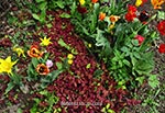 W naszym organicznym ogrodzie - czerwona lebioda pośród tulipanów