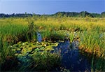 Bagno Jęzior koło Józefowa