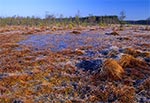 Bagno Obary koło Biłgoraja