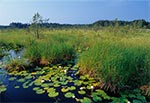 Bagno "Jęzior" koło Józefowa