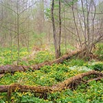 Wiosną nawet bagno wygląda pięknie, kiedy zakwitną rozmaite rośliny. To najlepszy czas aby tam zawitać - Rejon cerkwiska i kapliczki na wodzie w Dziewięcierzu-Moczarach