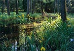 Staw Florianiecki w RPN (stan z czasów kiedy wyglądał naturalnie)