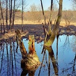 Przedwiosenne rozlewiska Wieprza między Obroczą a Rudką (Zwierzyniec)