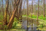 Spiętrzony przez bobry niewielki dopływ dopływu Raty. Po prawej w oddali widać jasną plamę, to ruina muru cerkwiska