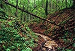 Wądół - czyli wąwóz o cieknącym dnie. Roztoczański Park Narodowy